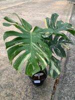 ต้น Monstera Thai Constellation (ไม่รับจัดส่งแบบเก็บเงินปลายทางนะครับ) ChayTongAong