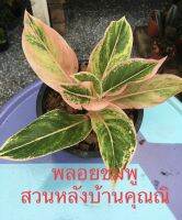 ต้นพลอยชมพู Aglaonema ในกระถาง9 นิ้ว ไม้มงคลเสริมสิริมงคลแก่ผู้ปลูกให้โชคลาภและสุขภาพแข็งแรงบ้าน