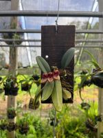 #กล้วยไม้สิงโตกลอกตา Bulbophyllum frostii กล้วยไม้สิงโตช้อนเวียดนามปลูกติดขอนไม้สัก