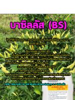 บาซิลลัส..ซับทิลิส..(BS)..(สารชีวภัณฑ์ดูแลรักษาโรคพืช)...ขนาด1ลิตร