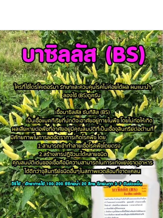 บาซิลลัส-ซับทิลิส-bs-สารชีวภัณฑ์ดูแลรักษาโรคพืช-ขนาด1ลิตร