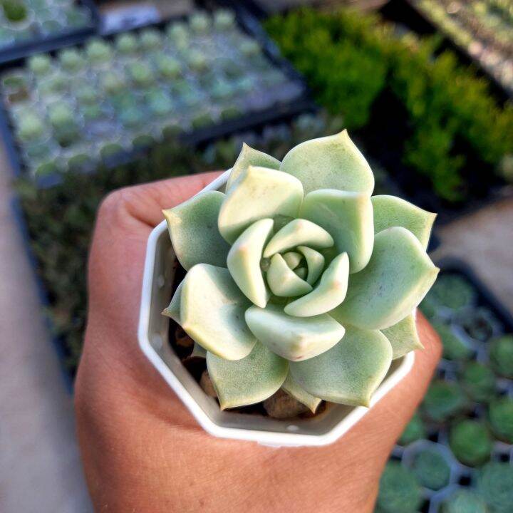 graptoveria-tricolor-กุหลาบหิน-ไม้อวบน้ำกระถางสองนิ้วสางพร้อมกระถาง