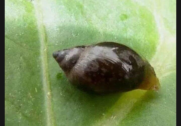 l snail for natural cleaning aquarium Lazada