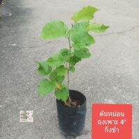 ต้นหม่อน Mulberry tree ปักชำถุงเพาะ 3" ผลให้คุณค่าทางโภชนาการสูง สุกแล้วสีดำมีรสหวาน