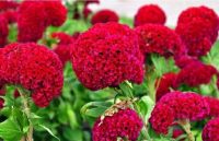 เมล็ดพันธุ์ ดอกหงอนไก่ สีแดง ( Red Celosia Cristtata ) บรรจุ 100 เมล็ด