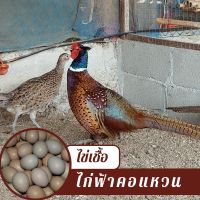 ไข่เชื้อ ไก่ฟ้าคอแหวน  1 ฟอง สำหรับฟัก