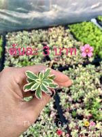 ต้นคุณนายไฮโซ  (ชุดละ10ต้น=30บาท)? คุณนายตื่นสายด่าง Portulaca Oleracea variegata #ไม้อวบน้ำ #กุหลาบหิน #แคคตัส กระบองเพชร  ?ยินดีคืนเงินหากต้นไม้เสียหาย