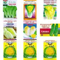 เมล็ด ( Chinese Cabbage Seed ) ผักกาดขาว เบบี้ผักกาดขาวปลี ผักกาดหางหงส์ ผักกาดกุหลาบ Original เมล็ดนำเข้า