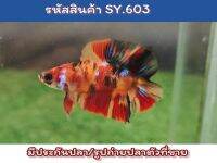 ปลากัดนีโม่สองหาง (Young Male Nemo DT) เพศผู้ เป็นปลารุ่นสีเต็มขนาด1.4นิ้ว นำไปเลี้ยงขุนต่อจะโต สีเต็ม สวยขึ้นอีกเยอะ