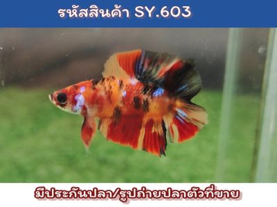 ปลากัดนีโม่สองหาง (Young Male Nemo DT) เพศผู้ เป็นปลารุ่นสีเต็มขนาด1.4นิ้ว นำไปเลี้ยงขุนต่อจะโต สีเต็ม สวยขึ้นอีกเยอะ