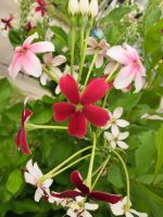 เล็บมือนาง ดอกไม้แสนสวย สีแดงสลับขาว มีกลิ่นหอมเย็นๆ ออกดอกตลอดปี ใส่ถุงดำ 6 นิ้ว ต้นไม้สูง 60 ซม.