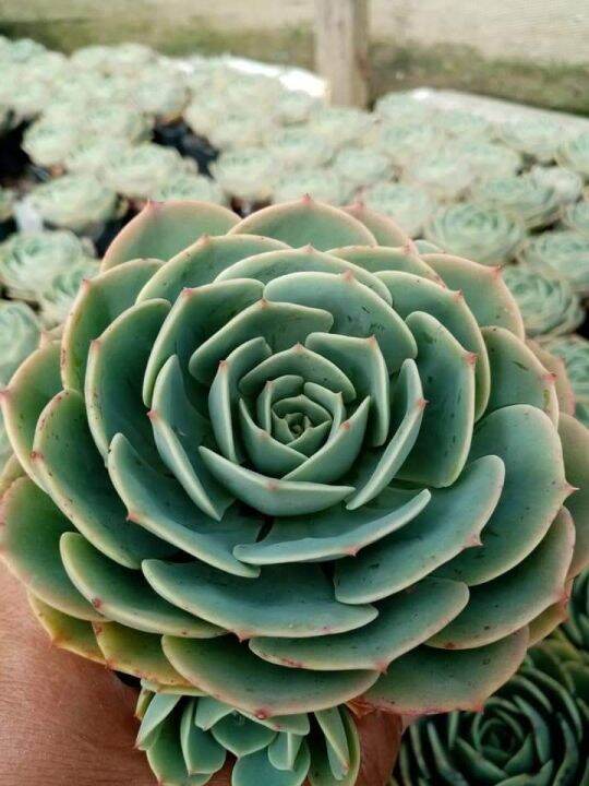 Succulent 