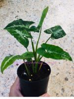 Syngonium wendlandii Schott /ออมเพชร ขนาดกระถาง 3 นิ้วส่งพร้อมกระถาง ไม้มงคลมีความเชื่อเรื่องเก็บทรัพย์ ไม้ฟอกอากาศ เลี้ยงได้ทั้งในดินและแช่น้ำ ไม้ยอดนิยม