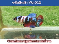 ปลากัดนีโม่กาแล็คซี่ เพศเมียพร้อมรัด ขนาด1.4 นิ้ว