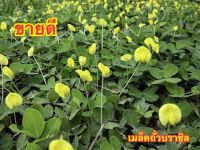 เมล็ดพันธุ์ถั่วบราซิล(50แถมฟรี 5 เมล็ด)