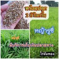 ? รูซี่ เมล็ดหญ้ารูซี่ 2 กิโลกรัม #รับประกันการงอก #พร้อมปลูก หญ้าลูซี่ หญ้าเลี้ยงสัตว์ หญ้า พันธ์ุหญ้า  หญ้าเลี้ยงวัว