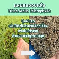 แหนแดงแห้ง Dried Azolla Microphylla ใช้เป็นวัสดุเพาะปลูก ทดแทนปุ๋ยยูเรีย ผลิตจากแหนแดงไมโครฟิลล่า แหนแดงอบแห้ง