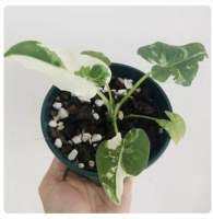 ต้นไม้สวยๆ บอนโอกินาว่าด่าง “ALOCASIA OKINAWA SILVER” ดินปลูก: ดินร่วนซุย โปร่ง ระบายน้ำได้ดี ปริมาณน้ำ: ต้องรดน้ำให้ชุ่ม ต้องการปริมาณน้ำค่อนข้างมาก ปริมาณแสง: แสงแดดรำไร ไม่ชอบแสงจ้า สารอาหาร: ใส่ปุ๋ยเพิ่มเติม โดยจะใส่ปุ๋ยคอกก็ได้ หรือปุ๋ยเคมี