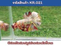 ปลากัดนีโม่คอป เพศผู้ ขนาด 1.5 นิ้ว