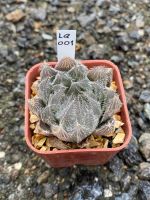 Haworthia Hybird Thailand (ส่งทั้งกระถาง) กระถาง 2 นิ้ว รหัส La001-030