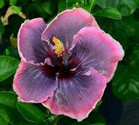 เมล็ดพันธุ์ชบาไต้หวัน เพล พิงค์ (Pale Pink Taiwan Hibiscus Seed)บรรจุ 10 เมล็ด ของแท้ คุณภาพดี ราคาถูก นำเข้าจากต่างประเทศ