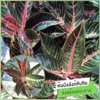 บัลลังก์ทับทิม (Aglaonema pride of sumatra) อโกนีมาพันธุ์หายาก ต้นไม้มงคล ไม้ประดับตกแต่งสวน ส่งพร้อมกระถาง