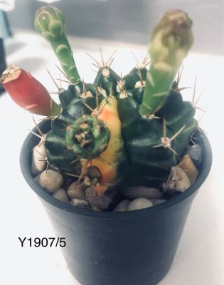 cactus แคคตัส กระบองเพชร ยิมโนด่าง(Gymnocalycium)