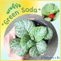 พรมญี่ปุ่น "กรีน โซดา" (Green Soda) ดอกสีแดง ใบสีเขียวสว่างปลูกง่าย โตไว (กระถาง 3 นิ้ว)  ค่าส่งถูก