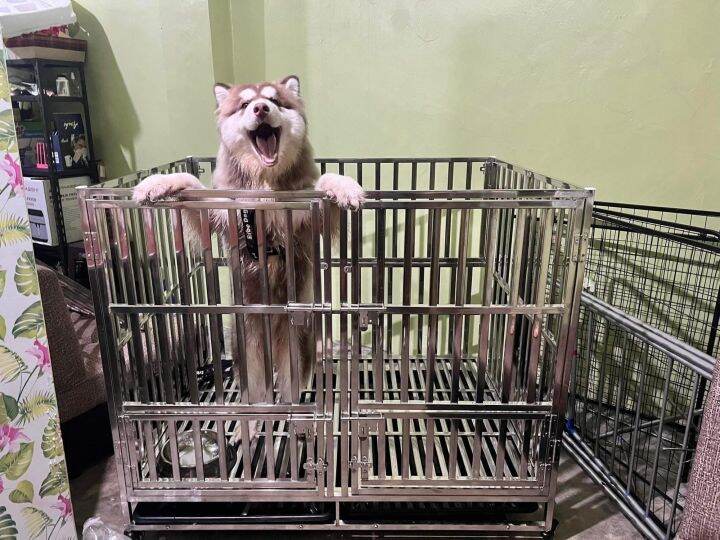 [LARGE] PRIME FOLDABLE Stainless Double Door Dog Cage Stainless Whelping Crib Type Stainless