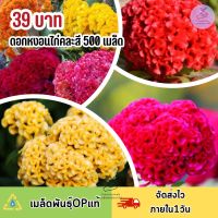 ดอกหงอนไก่คละสี 500 เมล็ด สีสวยสด ดอกใหญ่