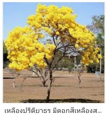 ต้นเหลืองปรีดียาธร-1ชุดมี10ต้น