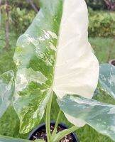 ปลูกด้วยความชอบ Alocasia Macrorrhiza หรือ บอนกระดาษด่าง (ยักษ์) เป็นบอนขนาดสูงและใหญ่มาก(ใหญ่กว่าคนหลายเท่า) จัดส่งทั้งกระถาง9นิ้ว เหมือนซท้อเวลา ด่างแล้วไม่ต้องลุ้น