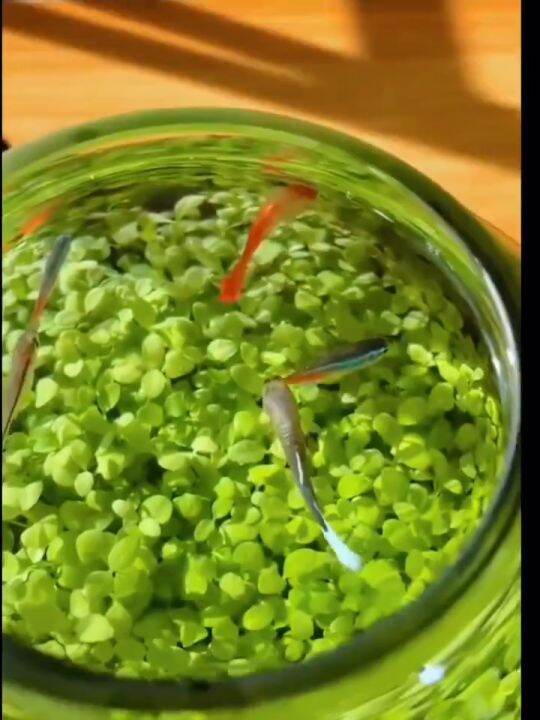 300/600/1500G Aquarium Soil Grass Mud for Aquarium Floating Plants