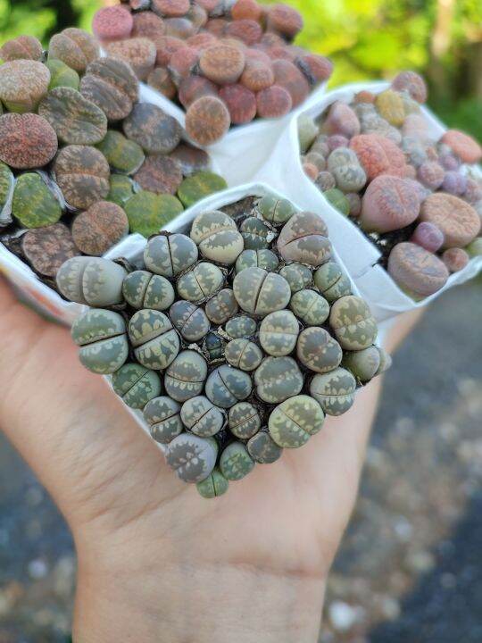 lithops-ไลทอปแบบก้อนติดดิน-ขนาดรวมประมาณ5ซม