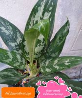 ต้นเขียวหมื่นปี  ว่านมหาเศรษฐี  ตระกูลต้นแก้วกาญจนา Aglaonema Plant