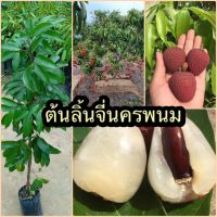 ?ลิ้นจี่นครพนม1/ลิ้นจี่นพ 1 ติดผลดก-หวานอร่อย #ต้นกิ่งตอนพร้อมติดผลใน 1-2 ปี #ลิ้นจี่พันธุ์เบา มีข้อได้เปรียบคือ ให้ผลผลิตเร็ว #ช่วงที่ผลผลิตมีน้อย ทำให้ขายได้ราคาสูง