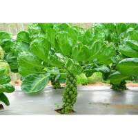 เมล็ดพันธุ์ กะหล่ำดาว (Brussels sprouts Seed) บรรจุ 50 เมล็ด คุณภาพดี ของแท้ 100%