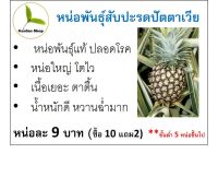 สับปะรดปัตตาเวียตาดำ ชุด 10 หน่อประหยัดค่าส่ง พันธุ์แท้จากแหล่งผลิตจ.ประจวบ  คัดหน่อสวยแข็งแรง 100% มีความหวานฉ่ำเป็นเอกลักษณ์ ไม่กัดปาก