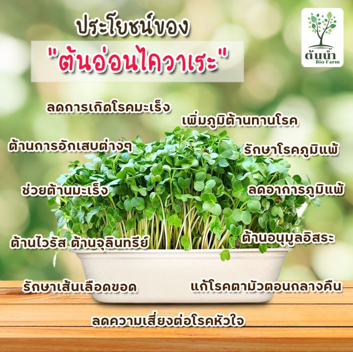 เมล็ดต้นอ่อนไควาเระ-ต้นอ่อนหัวไชเท้า-organic100-เมล็ดพันธุ์ผัก-เมล็ดสำหรับเพาะงอกพร้อมปลูก-ต้นอ่อนไควาเระ