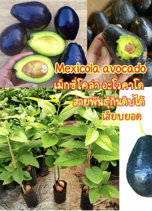 ต้นอะโวคาโด-เสียบยอด-mexicola-avocado-เม็กซิโคล่า-กินผลได้ทั้งเปลือกและใบ
