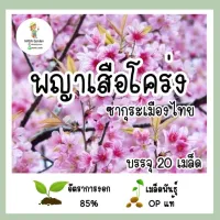 เมล็ดพันธุ์ พญาเสือโคร่ง(ซากุระเมืองไทย) 20เมล็ด