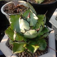 agave titanota black&amp;blue