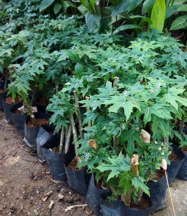 Pokok Ajinamoto Ajinomoto Chaya | Lazada