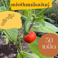 พริกตุ้ม 50 เมล็ด