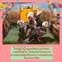 ไข่เชื้อไก่โปแลนด์สีซิลเวอร์เพียวๆ100%ชุด6ใบระบุวันที่ไก่ไข่และพันธุ์ของไก่บนไข่ทุกฟอง