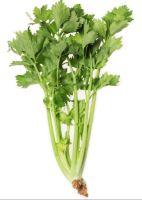 เมล็ดพันธุ์ คึ่นฉ่าย / ขึ้นฉ่าย (Thai Celery) บรรจุ 300 เมล็ด ความงอก 60%