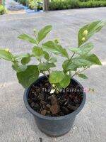 ต้นมะลิลา ร้อยมาลัย ลอยน้ำดื่ม ลอยหน้าอาหาร  กระถาง5 นิ้ว (ซื้อ 3แถม 1) Jasmine Plant 5inch pot’s (buy 3 get 1 free)