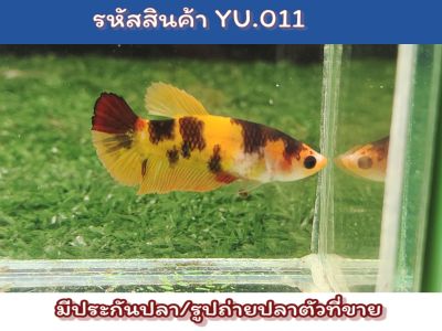 ปลากัดนีโม่ เพศเมียแม่พันธ์พร้อมรัด ขนาด1.4 นิ้ว