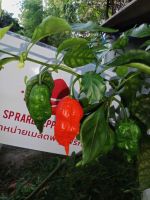 พริกปีศาจ(Bhut jolokia)ผลสด