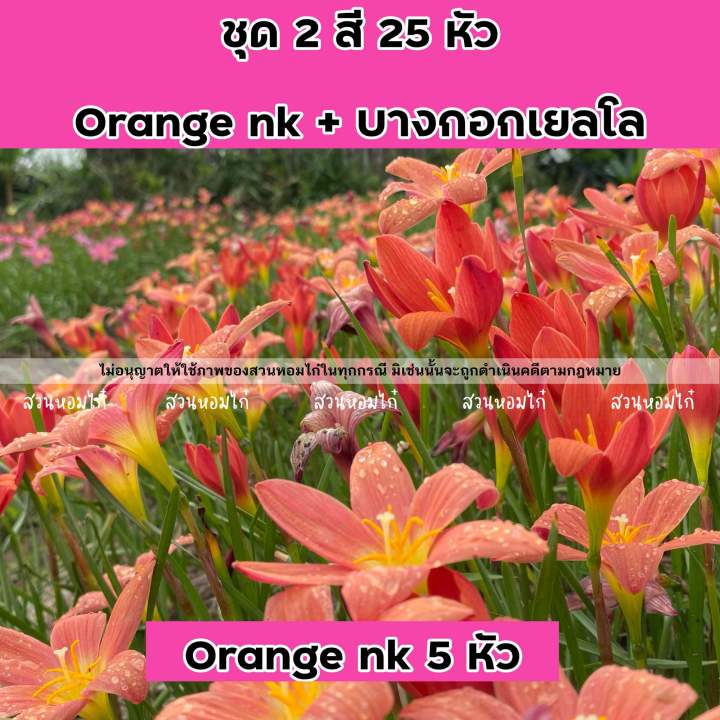 ชุด2สี-25หัว-สีส้ม-สีเหลืองไข่ไก่